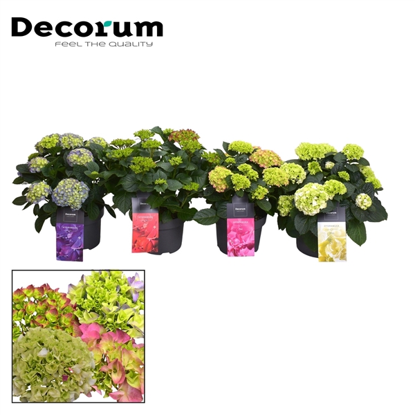 <h4>Hydrangea Bol 7 - 12 kop diverse kleuren (3-4) per kar (Decorum)</h4>