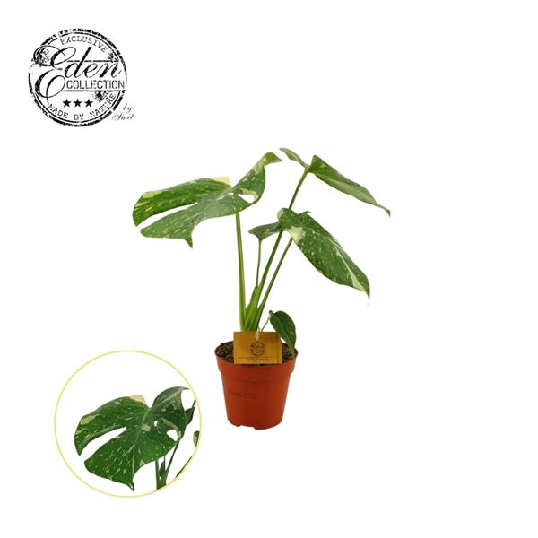 <h4>Monstera Thai Constellation 12cm</h4>
