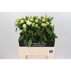 Paeonia Duchesse De Nemours