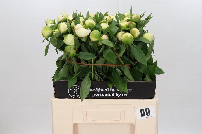 <h4>Paeonia Duchesse De Nemours</h4>