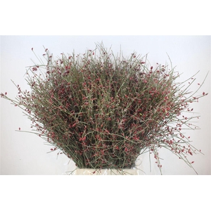 Ginster Berry Red P Bunch