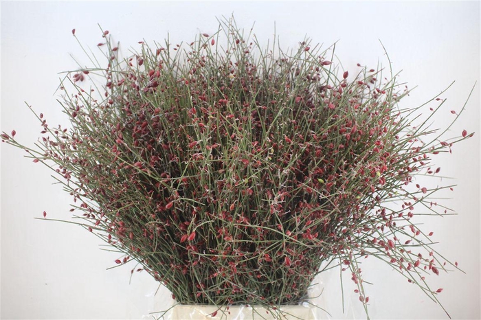 <h4>Ginster Berry Red P Bunch</h4>