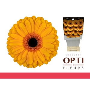 Gerbera Oaklyn Diamond