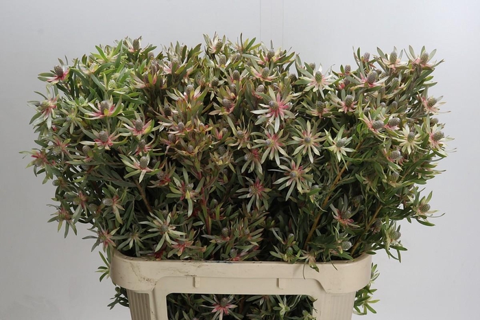 <h4>Leucadendron Ayoba Star Pearl</h4>