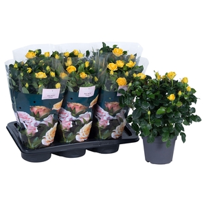 Nolina Roses Ø 17 cm Yellow st. 1-2