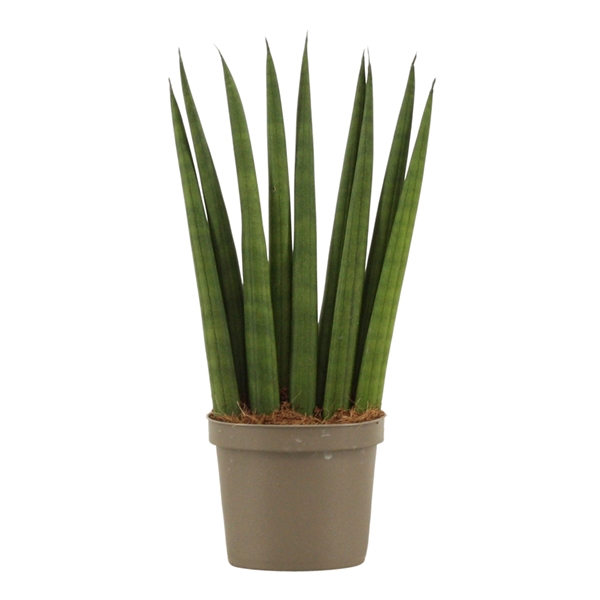 <h4>Sansevieria Cylindrica 9 cm Fan</h4>