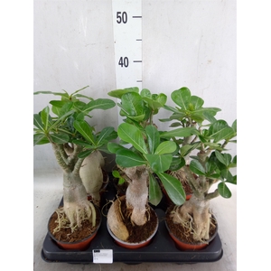 Adenium obesum