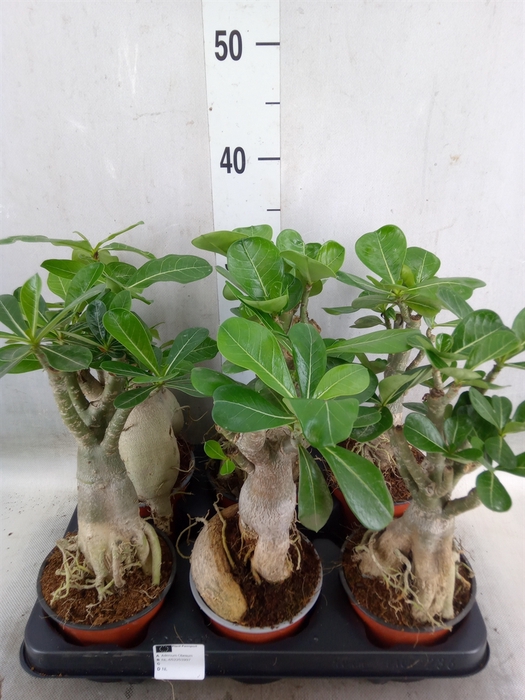 <h4>Adenium obesum</h4>