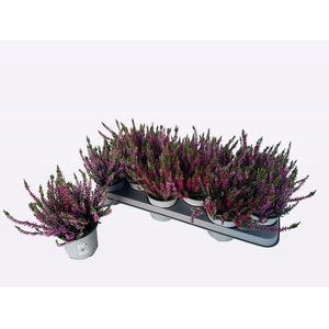 !! PROMO !! CALLUNA TWIN RED/ROSA P10.5