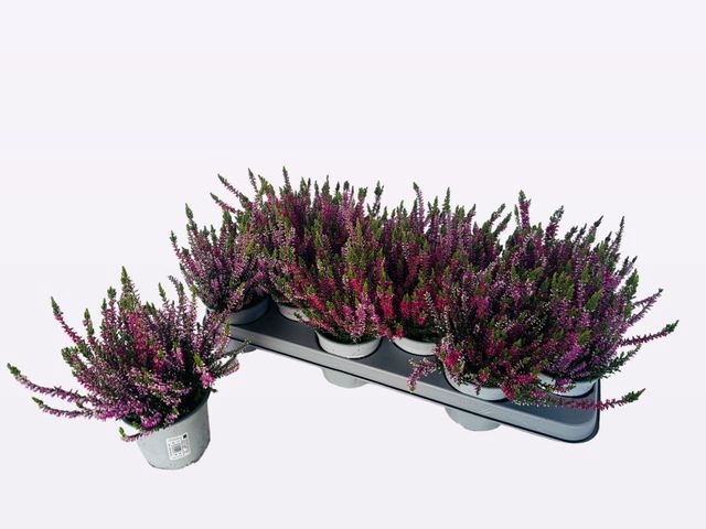 <h4>!! PROMO !! CALLUNA WIBOS TWIN P10.5</h4>