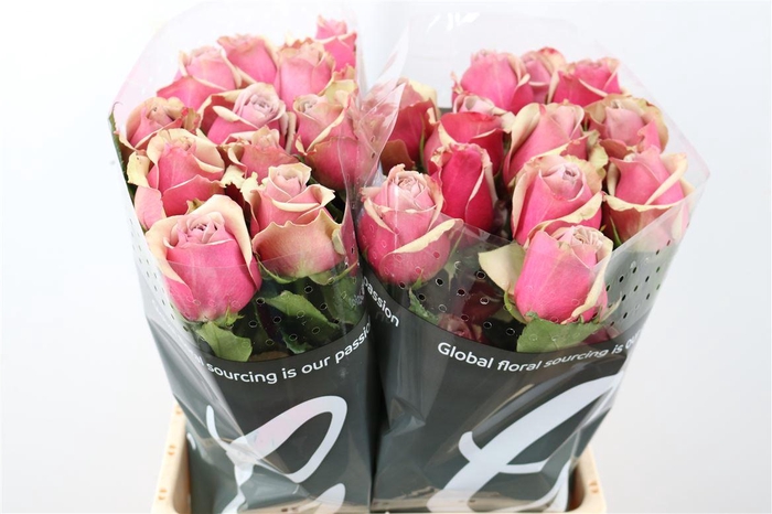 <h4>R Gr Violet</h4>