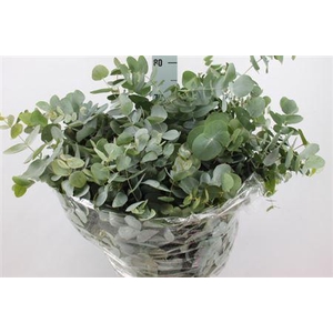 Euca Cinerea Frankrijk Lang 300gr