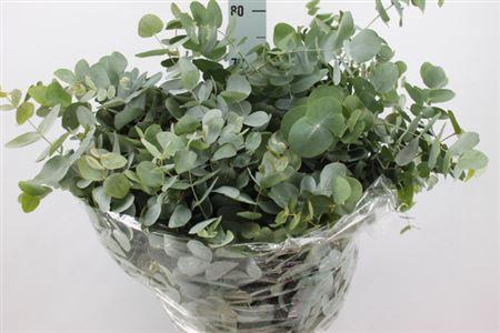 <h4>Euca Cinerea Frankrijk Lang 300gr</h4>