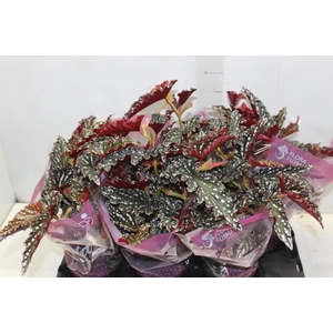 BEGONIA MACULATA SPOTLIGHT DARK P13