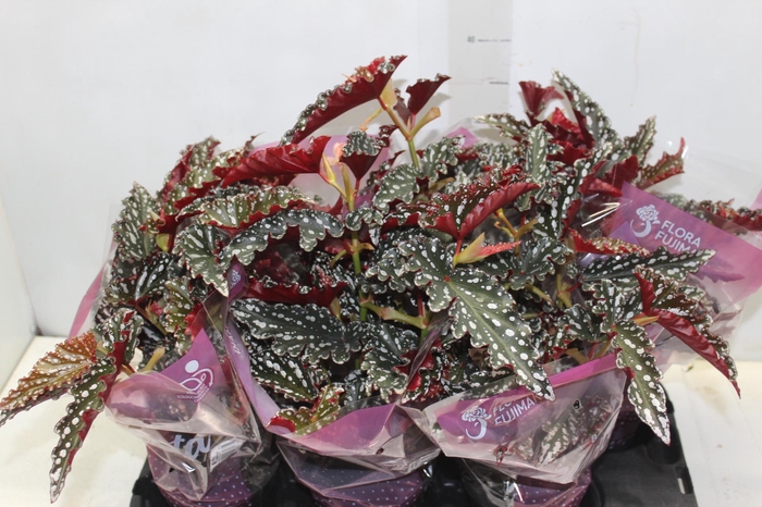 <h4>BEGONIA MACULATA SPOTLIGHT DARK P13</h4>