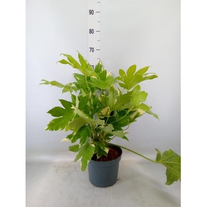 Fatsia japonica