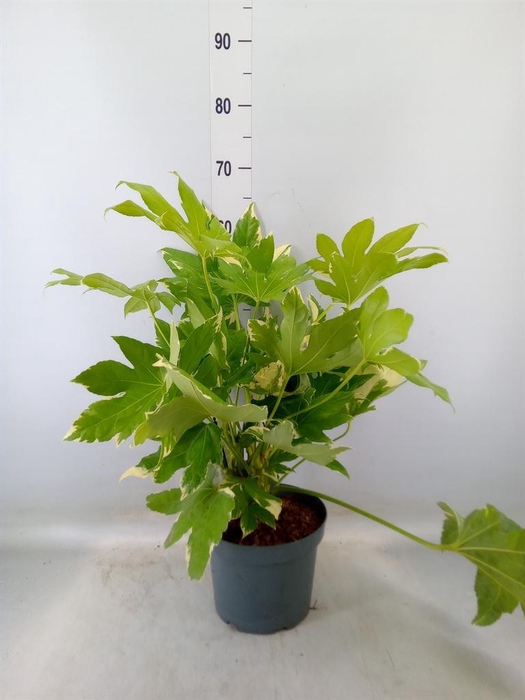 <h4>Fatsia japonica</h4>
