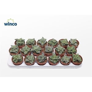 FAUCARIA TIGRINA