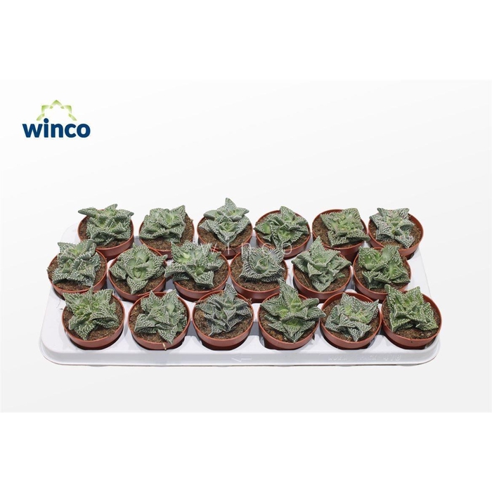 <h4>FAUCARIA TIGRINA</h4>