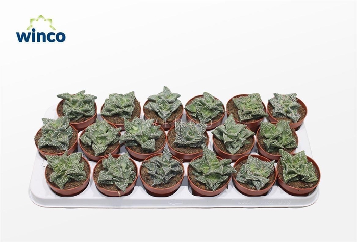 <h4>FAUCARIA TIGRINA</h4>