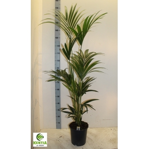 Howea forsteriana 24Ø 170cm 5pp