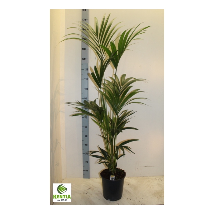 <h4>Howea forsteriana 24Ø 170cm 5pp</h4>