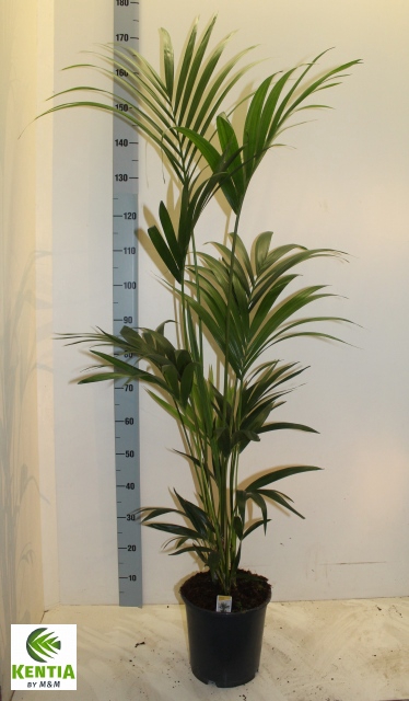 Howea forsteriana 24Ø 170cm 5pp