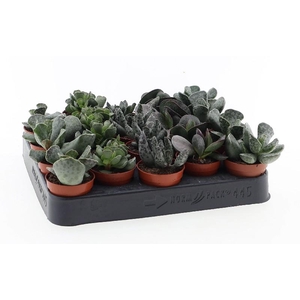 Adromischus gemengd AD5001