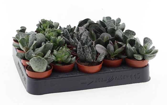 <h4>Adromischus gemengd AD5001</h4>