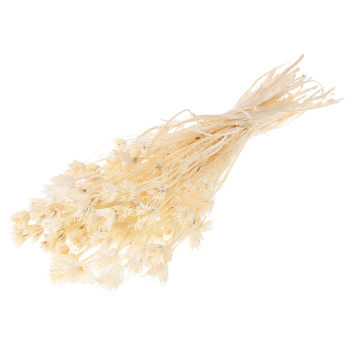 <h4>Nigella Orientalis Bleached White</h4>