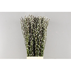 SALIX SNOWFLAKE 090CM