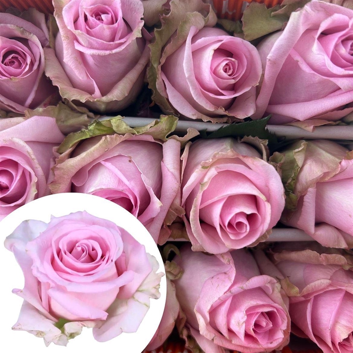 <h4>R Eq Jessika</h4>