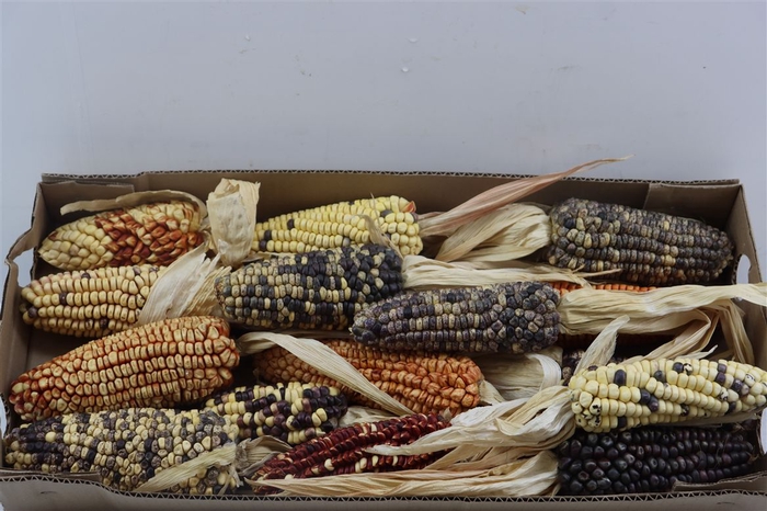 <h4>Zea Mays Extra Large Mix</h4>