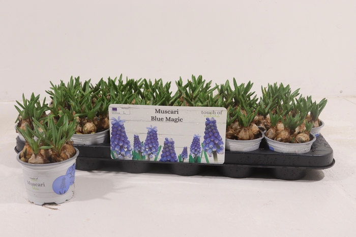 <h4>MUSCAR BLUE MAGIC</h4>