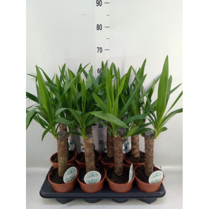 <h4>Yucca   ...</h4>