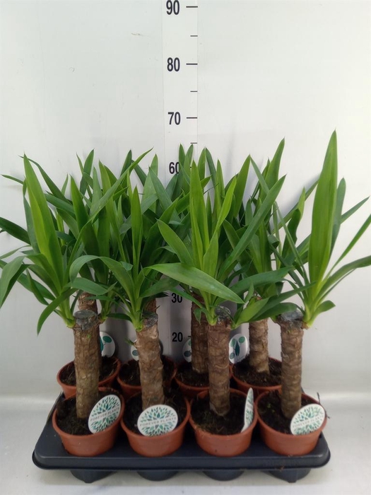 <h4>Yucca   ...</h4>