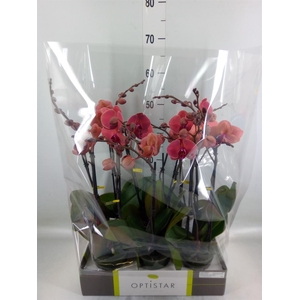 Phalaenopsis   ...orange