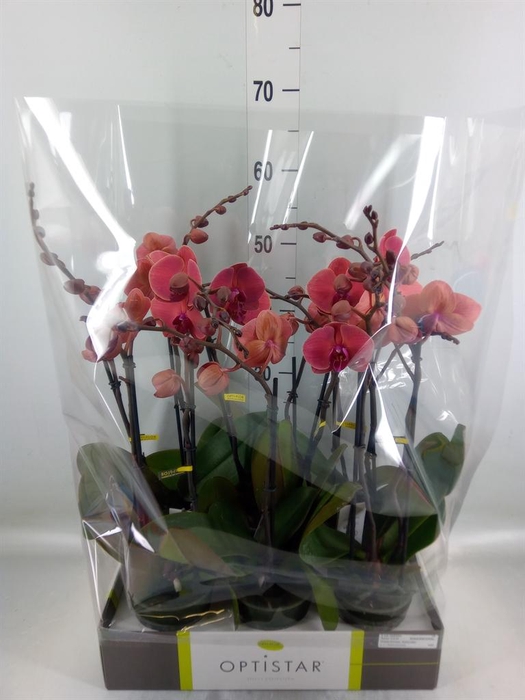 <h4>Phalaenopsis   ...orange</h4>
