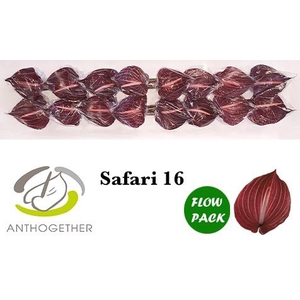 Anthurium Safari
