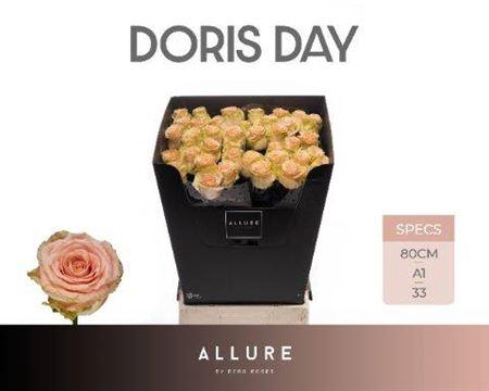 <h4>R Gr Doris Day</h4>