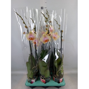 Phalaenopsis   ...