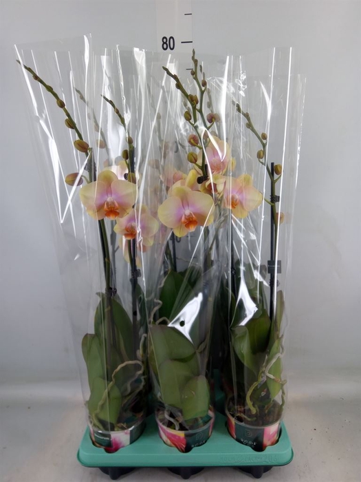 <h4>Phalaenopsis   ...</h4>