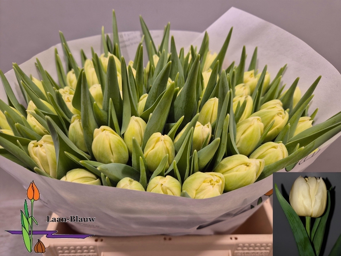 <h4>TU DU VERONA</h4>