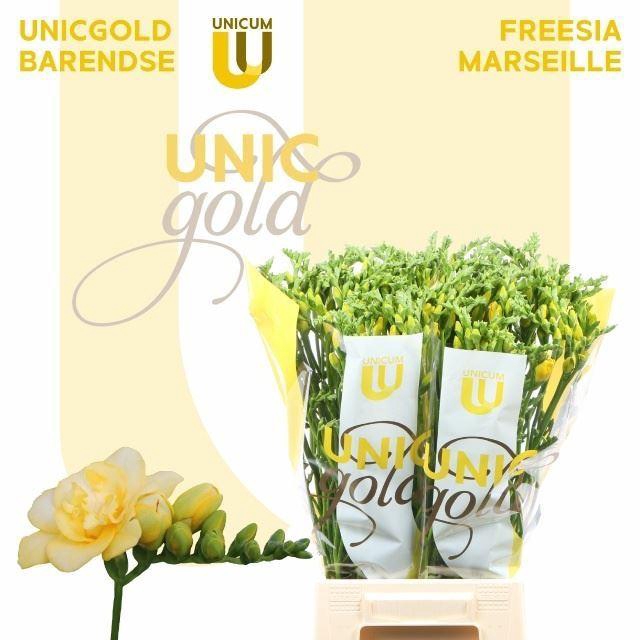 <h4>FREESIA DU MARSEILLE 20 GR.</h4>