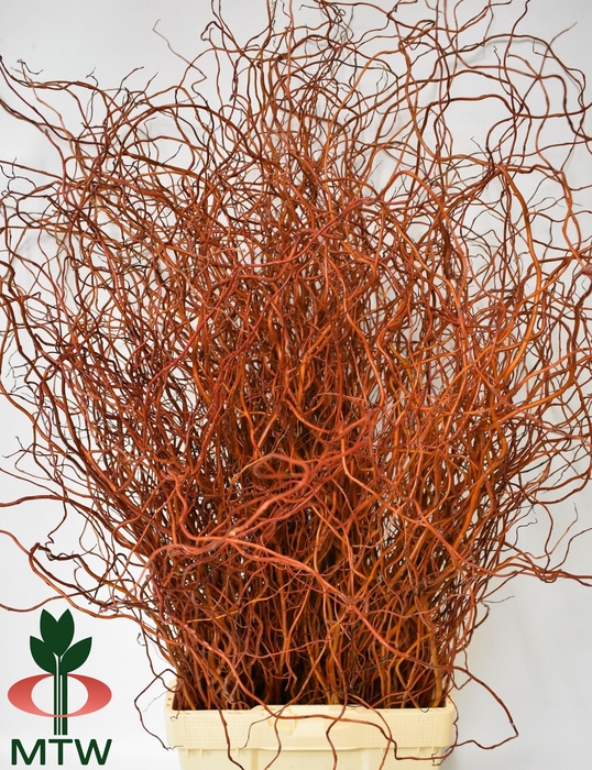 <h4>SALIX OV BS</h4>