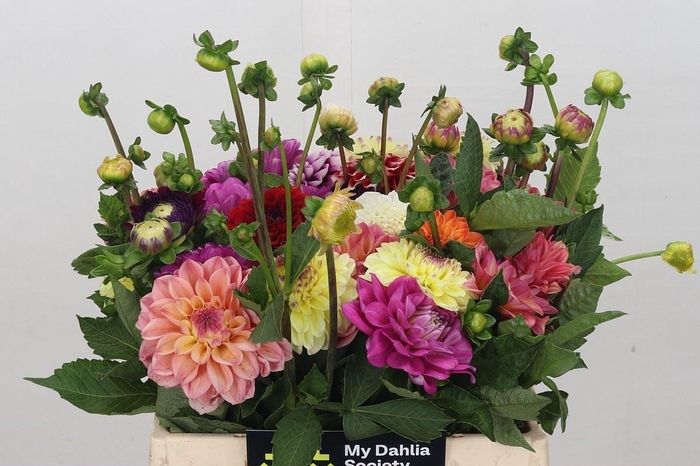 <h4>Dahlia   ...mix in bos</h4>