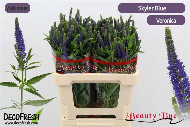 Veronica Skyler Blue