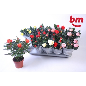 RO B MONDE GEM 6 SRT