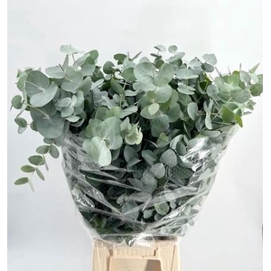 EUCALYPTUS CINEREA   ../BOS EUC. CI