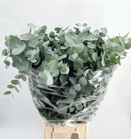<h4>EUCALYPTUS CINEREA   ../BOS EUC. CI</h4>